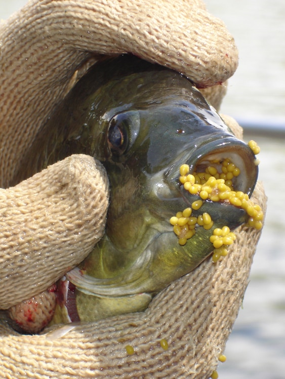 ‘Cane toad’ of river systems creeps towards Gulf of Carpentaria